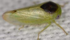 Kelihatannya Seperti Katak, Tapi Itu Serangga: Ilmuwan Menemukan 7 Spesies Serangga Baru yang Tidak Biasa