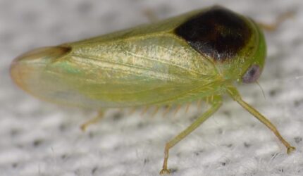 Batracomorphus Eusemos