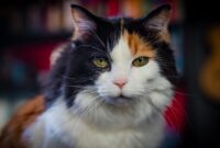 Kucing Anda Mungkin Memegang Kunci Alzheimer