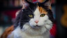 Kucing Anda Mungkin Memegang Kunci Alzheimer