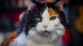 Kucing Anda Mungkin Memegang Kunci Alzheimer

