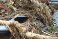 Misteri Kayu Kayu di Balik Bencana Sumatera, Ini Kata Kementerian Kehutanan

