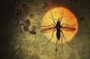 Misteri Malaria “Aneh” yang Membingungkan Para Peneliti selama Puluhan Tahun

