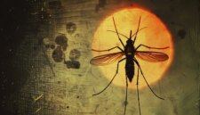 Misteri Malaria “Aneh” yang Membingungkan Para Peneliti selama Puluhan Tahun