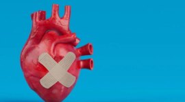 Patch Jantung Baru Menunjukkan Kekuatan Penyembuhan Luar Biasa Setelah Serangan Jantung

