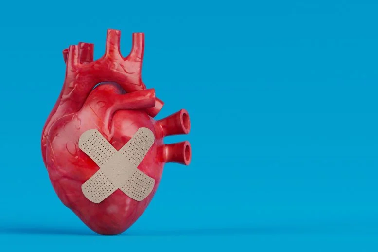 Patch Jantung Baru Menunjukkan Kekuatan Penyembuhan Luar Biasa Setelah Serangan Jantung

