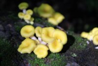 Perlahan Bergerak ke Selatan: Mengapa Para Ilmuwan Menganggap Penyebaran Jamur Ini “Mengerikan”

