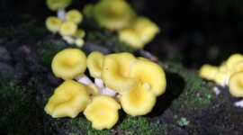 Perlahan Bergerak ke Selatan: Mengapa Para Ilmuwan Menganggap Penyebaran Jamur Ini “Mengerikan”

