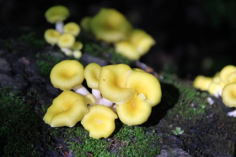 Perlahan Bergerak ke Selatan: Mengapa Para Ilmuwan Menganggap Penyebaran Jamur Ini “Mengerikan”

