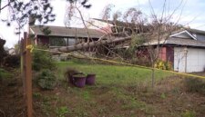 Pohon tumbang menimpa rumah di Everett; Angin kencang menimbulkan kekhawatiran bagi Washington bagian barat pada hari Senin