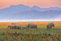 Puisi Berusia 750 Tahun Mengungkapkan Sabana di India Jauh Lebih Tua Dari Yang Kita Duga

