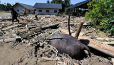 Raja Juli, Sapi Oligarki, dan Gajah Mati