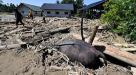 Raja Juli, Sapi Oligarki, dan Gajah Mati

