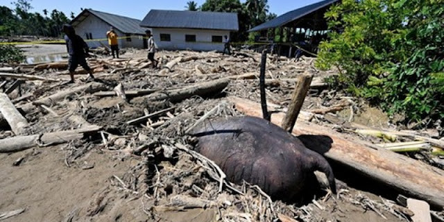 foto slider headline