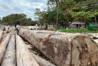 Ribuan Kayu Bulat yang Ditempel Stiker Kementerian Kehutanan Viral Terkait Banjir Sumatera, Bantah Direktur

