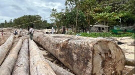 Ribuan Kayu Bulat yang Ditempel Stiker Kementerian Kehutanan Viral Terkait Banjir Sumatera, Bantah Direktur

