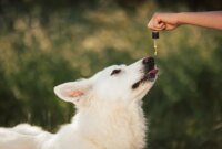 Sebuah Studi Besar-besaran Baru Saja Mengungkap Efek Mengejutkan CBD pada Anjing

