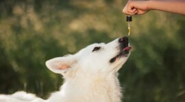 Sebuah Studi Besar-besaran Baru Saja Mengungkap Efek Mengejutkan CBD pada Anjing

