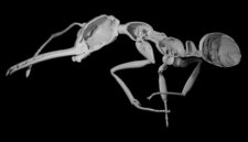 Semut Memperdagangkan Kekuatan untuk Angka dan Kesuksesan

