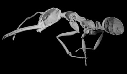 Eksoskeleton Pekerja Semut