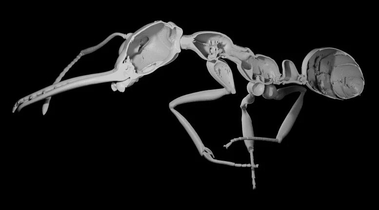 foto slider headline