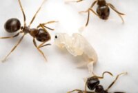 Semut Mencium Infeksi Mematikan Sebelum Menyebar

