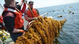 Teknologi Baru Memangkas Biaya Produksi Kelp sebesar 85%


