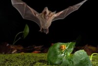 Temui Kelelawar Kecil yang Berburu Seperti Singa

