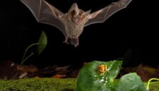 Temui Kelelawar Kecil yang Berburu Seperti Singa

