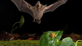 Temui Kelelawar Kecil yang Berburu Seperti Singa

