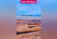 Viral: Ribuan Potongan Kayu Besar Diameter Lebih dari 2 Meter Terdampar di Lampung, Didatangkan dari Sumbar

