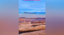 Viral: Ribuan Potongan Kayu Besar Diameter Lebih dari 2 Meter Terdampar di Lampung, Didatangkan dari Sumbar

